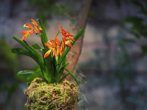 Bromelia ou planta Bromelia cor no jardim . — Fotografia de Stock