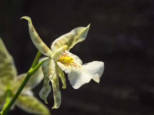 A virágzó ritka orchideák fekete háttérrel. Orchideatenyésztés — Stock Fotó