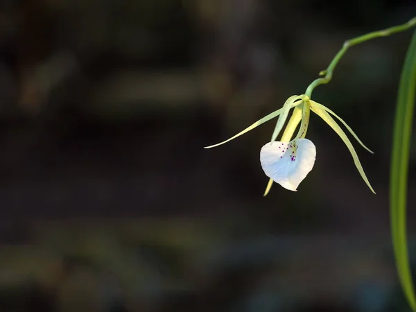 Nadir bulunan bir orkide. Orkide ailesinin (Orchidaceae) bir üyesi olan Brassavola 'nın çiçeği).