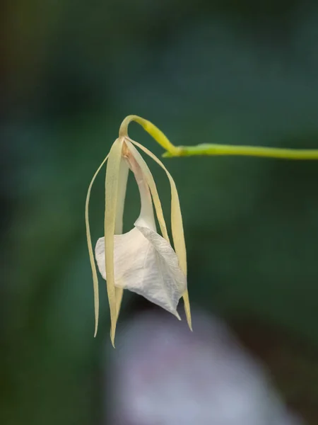 Άνθος της οικογένειας Brassavola, μέλος της οικογένειας Orchid (Orchidaceae — Φωτογραφία Αρχείου