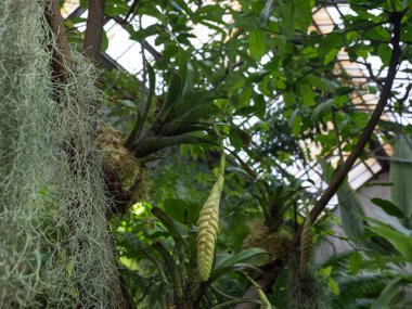 Bromelia ya da yeşil Bromelia bitkisi bahçede.