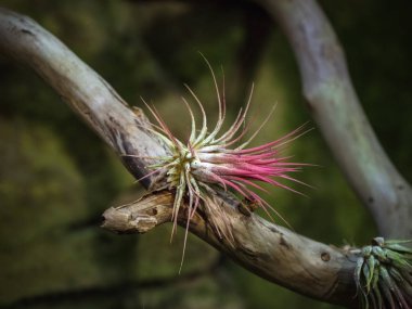 Bromelia ya da yeşil Bromelia bitkisi bahçede.