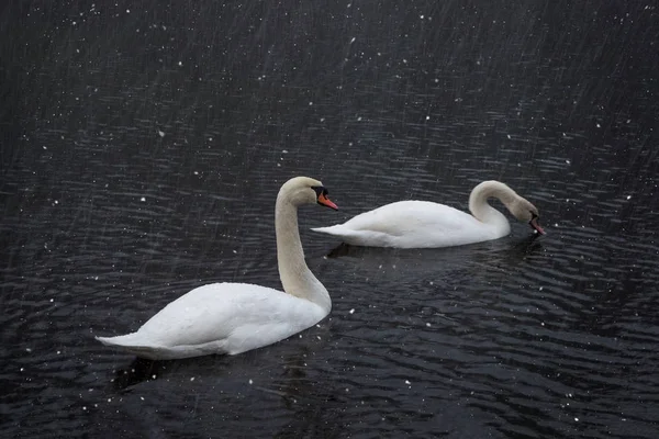 Un par de cisnes blancos en el lago bajo la nevada de invierno —  Fotos de Stock