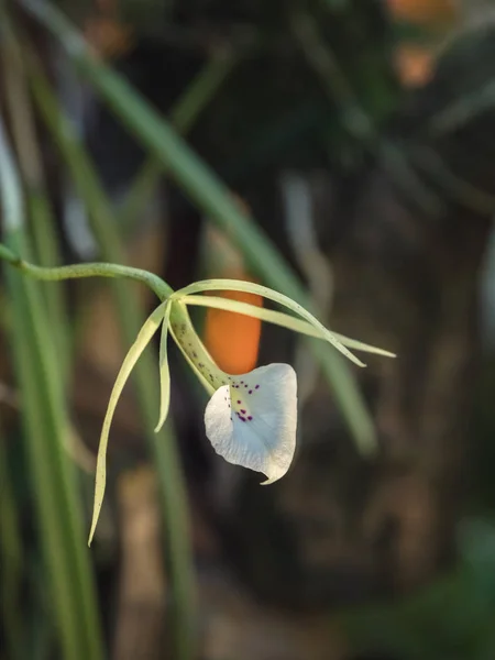 A Brassavola virága, az Orchideák családjának tagja (Orchidaceae)) — Stock Fotó