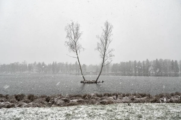 Минималистский зимний пейзаж с двумя березами — стоковое фото