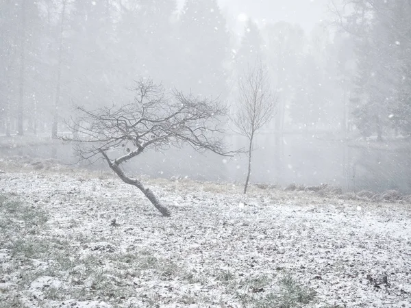 Минималистский зимний пейзаж с двумя деревьями в парке . — стоковое фото