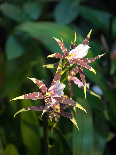 Flores de orquídea Brassia Hybrid. Fondo floral de orquídeas florecientes —  Fotos de Stock