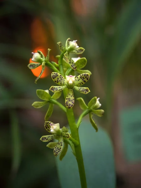 Ritka dekoratív orchidea. Kis zöld orchideák virága, az Orchideák családjának tagja (Orchidaceae)) — Stock Fotó