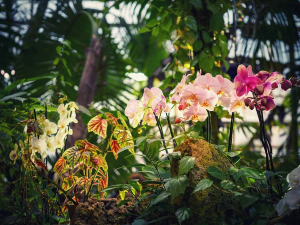 Fényes virágos háttér orchideákkal az üvegházban. — Stock Fotó