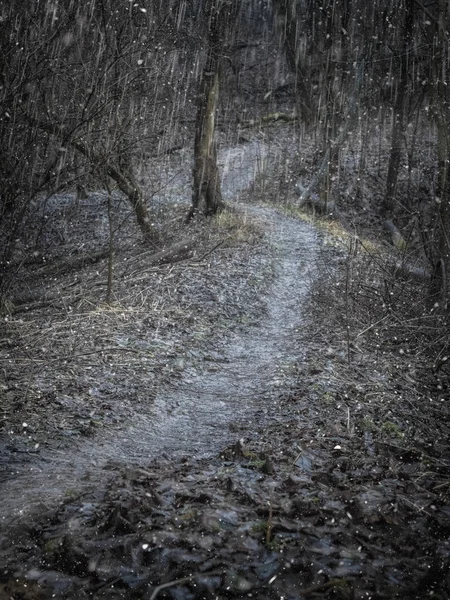 Misty winter kronkelpad in het diepe bos. — Stockfoto