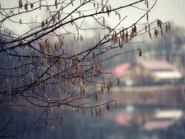 Ramo de árvore à chuva. Fundo abstrato natural . — Fotografia de Stock