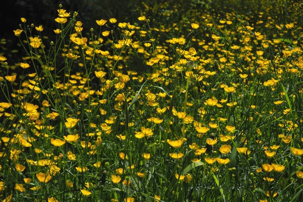 Verbazingwekkende heldere gele boterbloem bloemen van bloeien op groene achtergrond. — Stockfoto