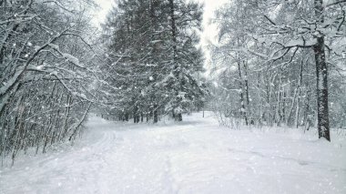 Panoramik manzaralı kar ormanı manzarası. 