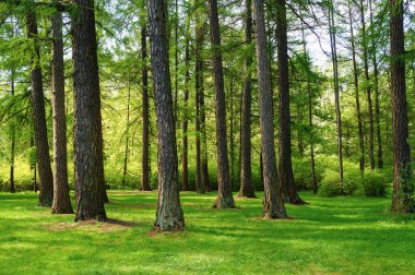 Bright green natural spring landscape with trees in the Park
