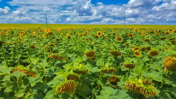 Field of sunflowers. Endless expanses of agricultural land — Stock Photo, Image