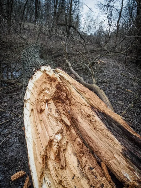 Un arbre cassé dans la forêt. Conséquences d'un vent de tempête. Concept de changement climatique — Photo