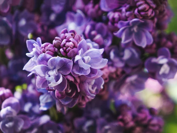 Parlak bahar çiçeği arka planı. Bahar bahçesinde çiçek açan leylak dalı. Yaklaş, yumuşak odaklan. — Stok fotoğraf