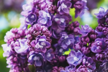 Parlak bahar çiçeği arka planı. Bahar bahçesinde çiçek açan leylak dalı. Yaklaş, yumuşak odaklan.                        