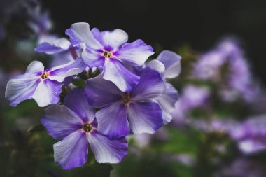 Sonbahar Phlox deseni. Sanatsal arka plan. Phlox çiçekleri.
