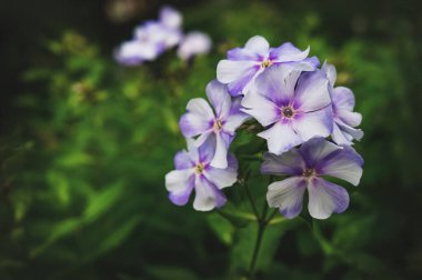 Sonbahar Phlox deseni. Sanatsal arkaplan. 
