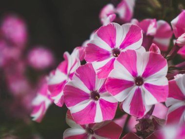 Sonbahar Phlox deseni. Sanatsal arka plan. Phlox çiçekleri.