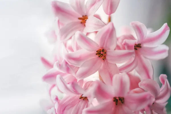Blooming pink hyacinths, spring flower background. — Stock Photo, Image