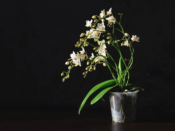 Maceta con una orquídea blanca sobre un fondo negro. Cría de orquídeas. Orquídea Phalaenopsis blanca en una olla — Foto de Stock