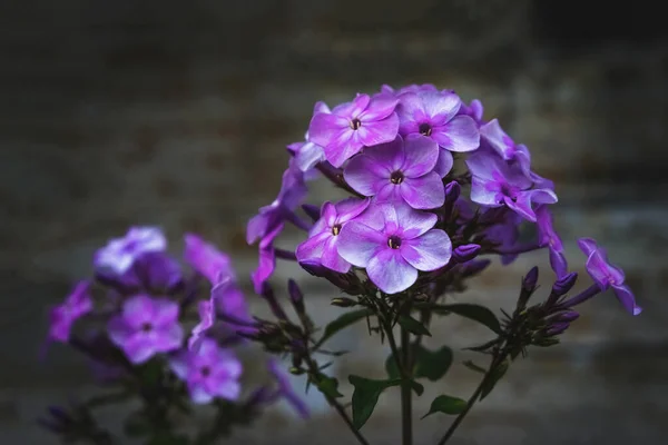 Autumn Phlox pattern. Artistic background. Phlox flower plants in the garden. Close up, soft focus — Stock Photo, Image