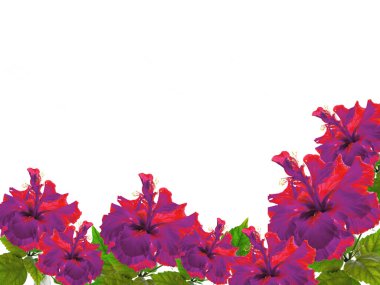 Beyaz arka planda menekşe çiçekli desen. Metnin için boşluk kopyala