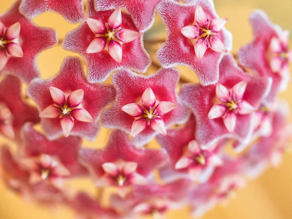 La forma della stella rossa dei fiori di Hoya carnosa sta fiorendo. Home floricoltura concetto, Hoya allevamento . — Foto Stock