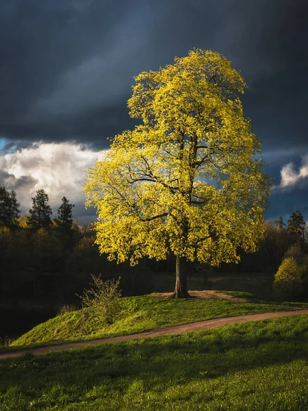 Albero verde sotto il sole in tempo drammatico scuro — Foto Stock
