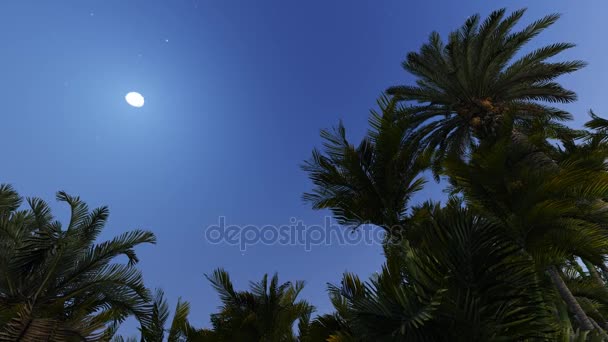 Nachtlandschaft mit Palmen. — Stockvideo