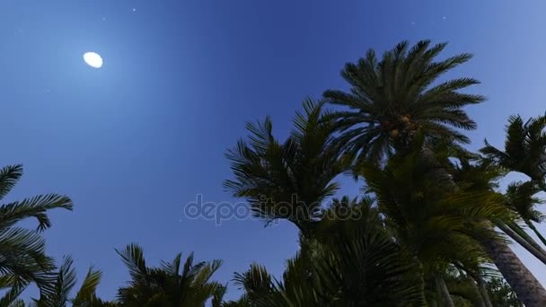 Paisaje nocturno con palmeras . — Vídeos de Stock