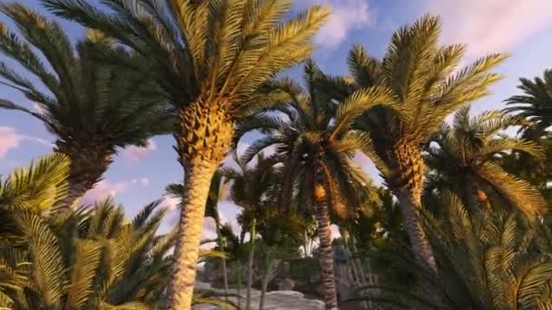 Утренний пейзаж с пальмами . — стоковое видео