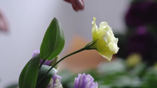 De hand van de meisjes opgemaakt een gele bloem — Stockvideo