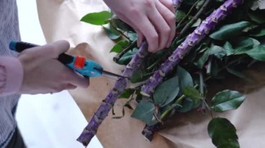 Çiçekçi egzotik çiçek aşırı büyük Şubesi bir budayıcı ile keser.