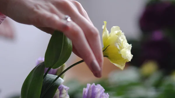 A mão meninas colocar uma flor amarela — Fotografia de Stock