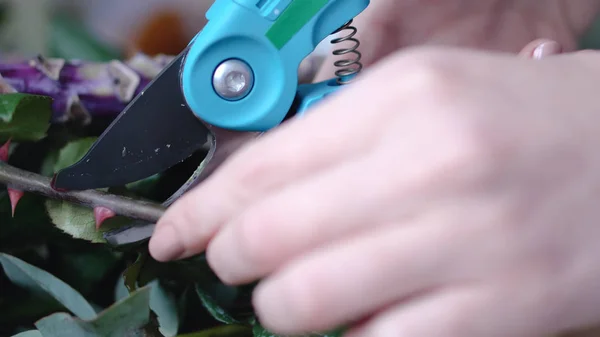 Close up: florista profissional corta extremidades de ramos flores para arranjo — Fotografia de Stock