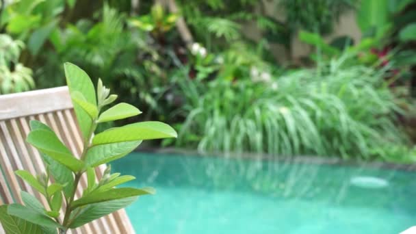Plant and chair on the background of the pool on a sunny day — Stock Video