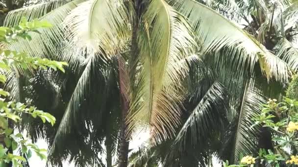 De takken van een grote palmboom, zwaaiend in de wind — Stockvideo