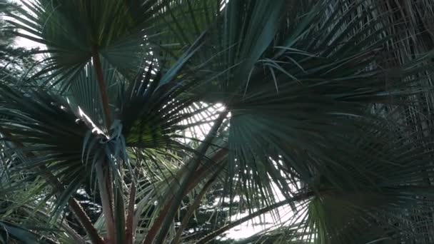 Sunbeam bir palmiye ağacı, mercek parlaması şubeleri aracılığıyla — Stok video