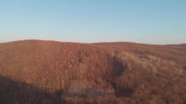 Hava görüntüsü. Sonbaharda çevre, ağaçlar ve dallar. Sarı yapraklı resimli yaprak döken orman.