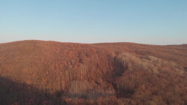Luchtfoto 's. Omgeving in de herfst, bomen en takken. Schilderachtig loofbos met gele bladeren — Stockvideo