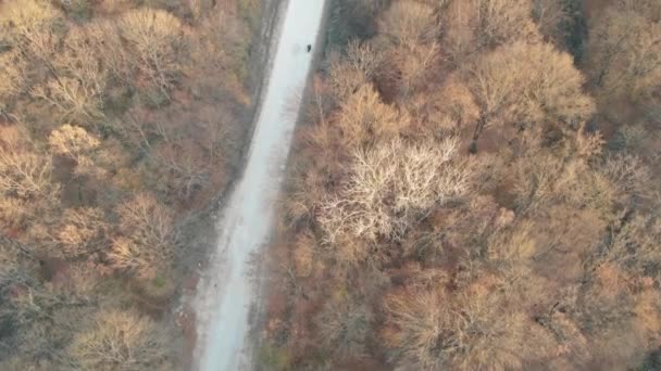 Widok z lotu ptaka. Jesień, motocykl pozostawia w oddali wzdłuż prostej pięknej drogi w żółtym lesie — Wideo stockowe