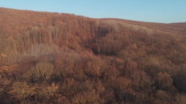 Herfst oranje bos uit de lucht bij zonsondergang. Uitzicht vanaf de drone op de gele boomtoppen in de bergen — Stockvideo