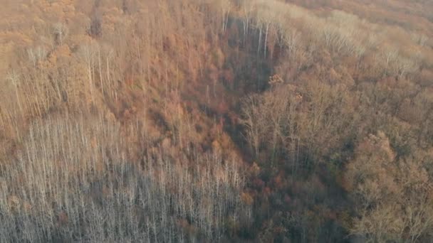 Luchtfoto kleurrijk bos. Schilderachtig herfstlandschap, loofboomtoppen en vogelperspectief — Stockvideo