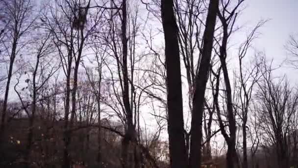 Dagsljus skiner med varma strålar genom höstträdens grenar. Vackert höstlandskap vid soluppgång eller solnedgång — Stockvideo