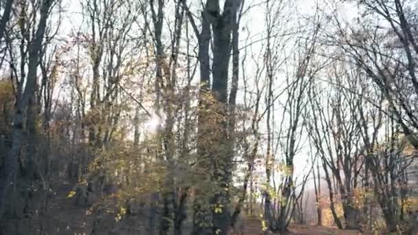 Prachtig herfstlandschap. Zonnestralen door de stammen en gele bladeren in het bos — Stockvideo