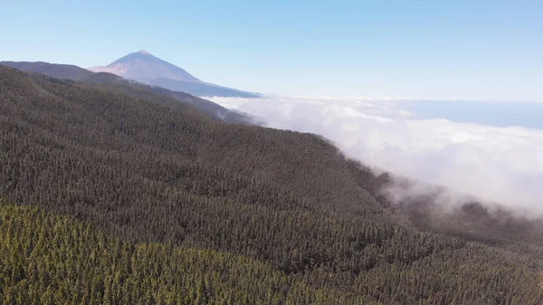 İnsansız hava aracından Teide yanardağının en iyi manzarası. Bulutlarla kaplı bir vadi, sık yeşil bir orman ve bir yanardağ. — Stok fotoğraf