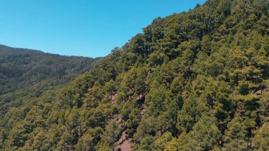 Dağ-Ladin, çam ve diğer dökmeyen iğne ağaçları üzerinde ağaçların havadan görünümü